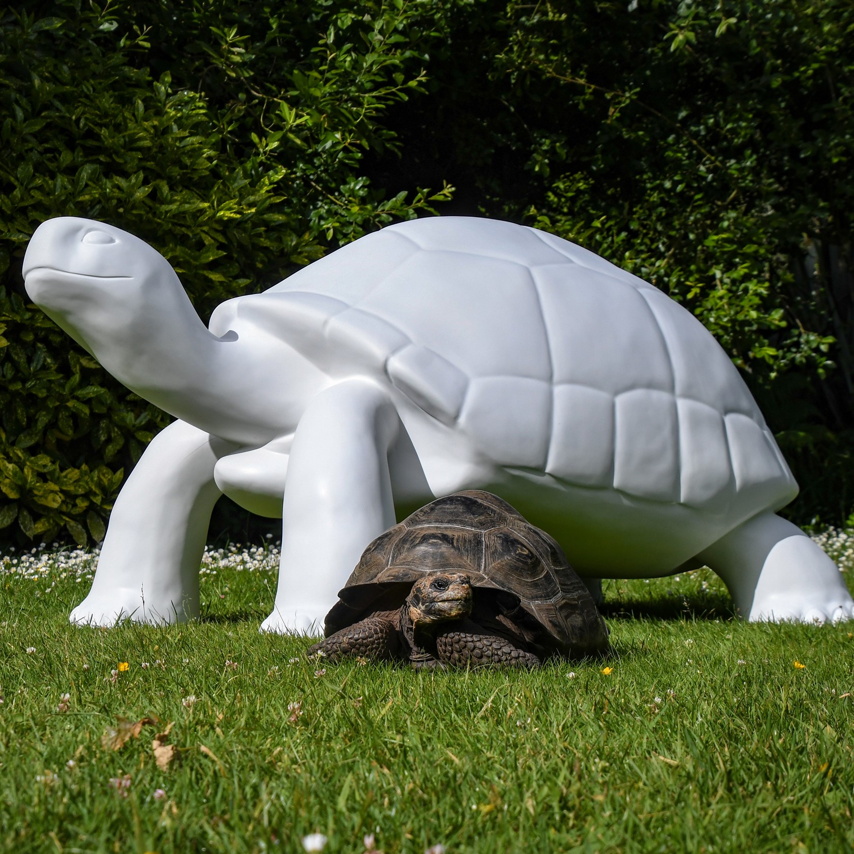 tt-sculpture-and-tortoise